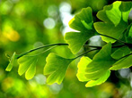 ginkgo biloba cpie