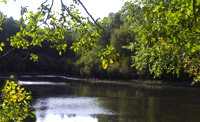 étang