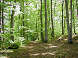foret romantique