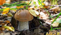champignon