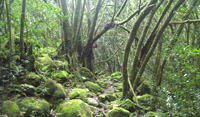 foret tropicale