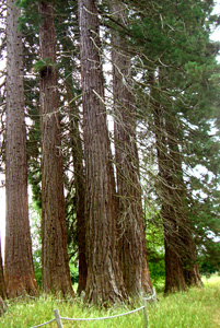 sequoia